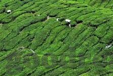 鲁丝一区鲁丝二区鲁丝三区-鲁丝一区、二区、三区的独特魅力与区域发展
